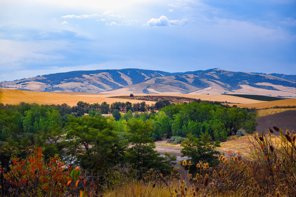 2024-09-02 ROLLING HILLS AND GRENN VEGETATION IN THE WALLA WALLA AREA OF WASHINGTON STATE WITH A NICE SKY-
